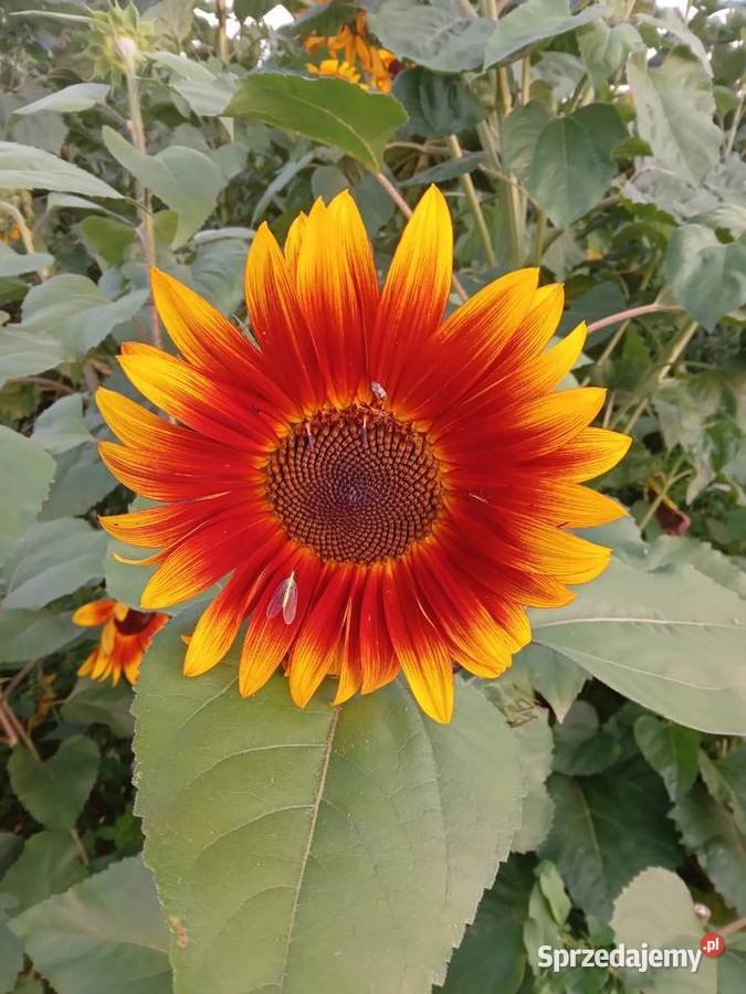 Kwiaty słonecznika kolorowe Bełżyce