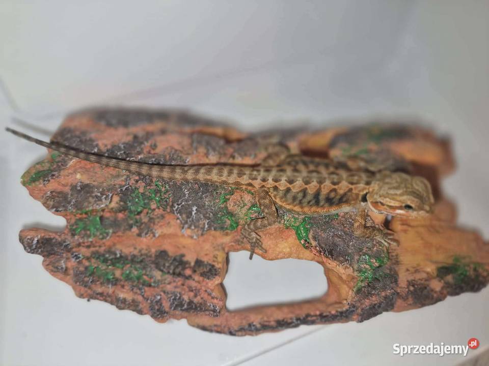 Agama brodata