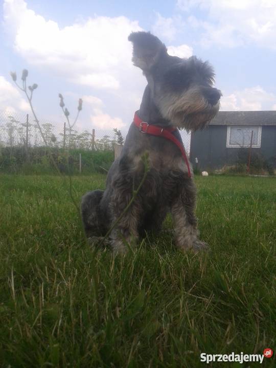 Sznaucer Miniaturkakrycie mazowieckie Sochaczew