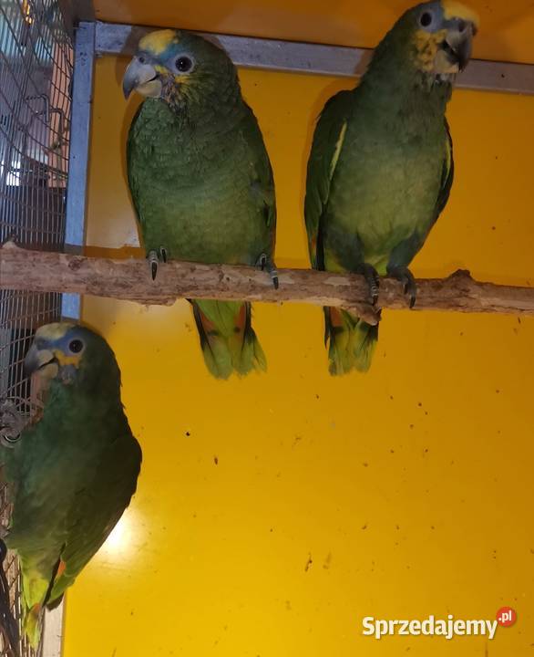 Amazonki modrobrewe ręcznie karmione 2025 DNA Zwierzęta