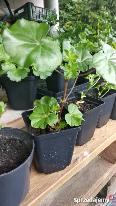 Sadzonki Pelargonia Nowe odmiany Kraków