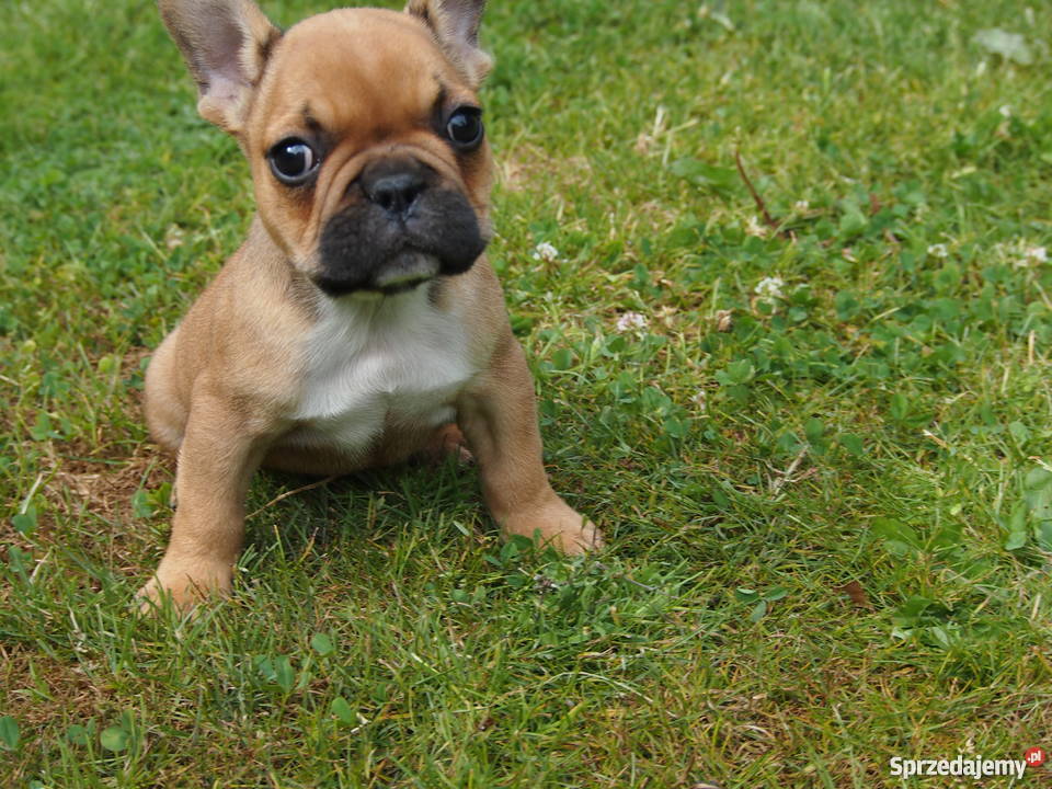 Buldog Francuski Skierniewice