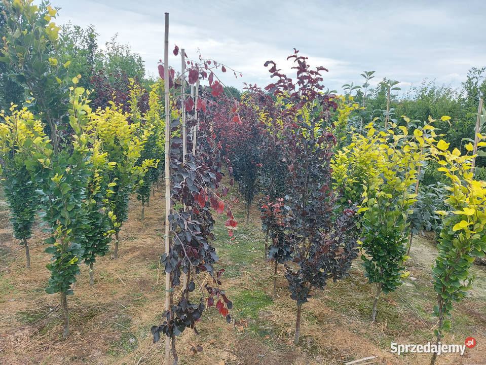 buk pospolity Purple Fountain Rośliny Kraków