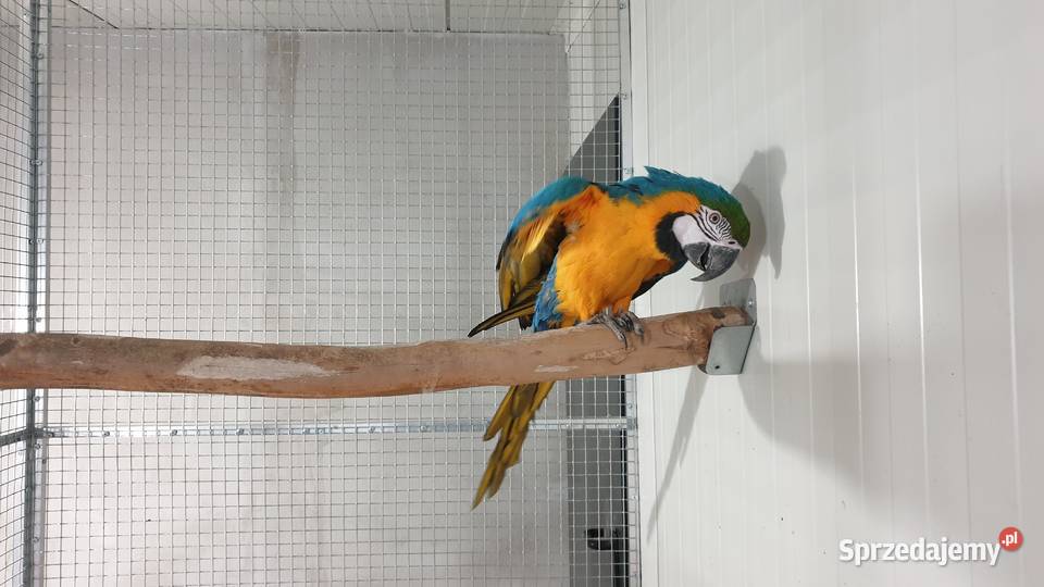 Samica Ara Araruna 2024 Wielichowo