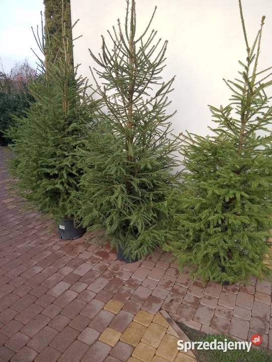 Choinki Świąteczne z własnej plantacji lubelskie Bełżyce