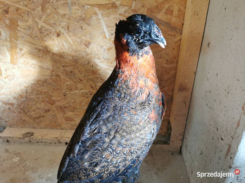 Bażanty Tragopan SATYR Tragopan czerwony Ptaki z Andrychów