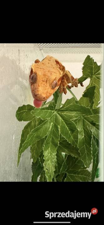 Gekon orzęsiony samica mazowieckie Łomianki