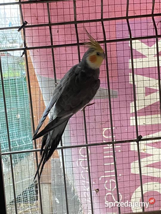 Sprzedam nimf Damasławek