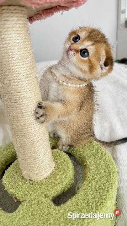 Kotka Szkocka złota zwisłoucha Scottish fold dolnośląskie Wrocław