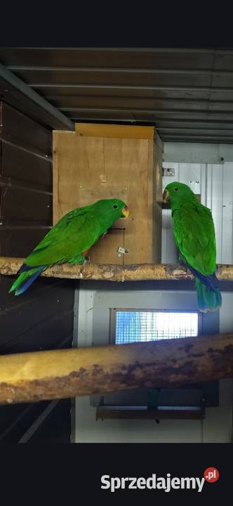 Papugi Lory Wielkie lora wielka Tarnów sprzedam