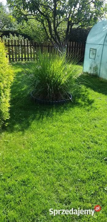 Działka ROD Tamel ogródek działkowy małopolskie Tarnów sprzedam
