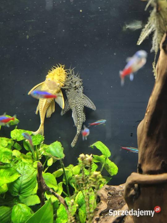 Samiec zbrojniki pospolity 15 Ryby Toszek