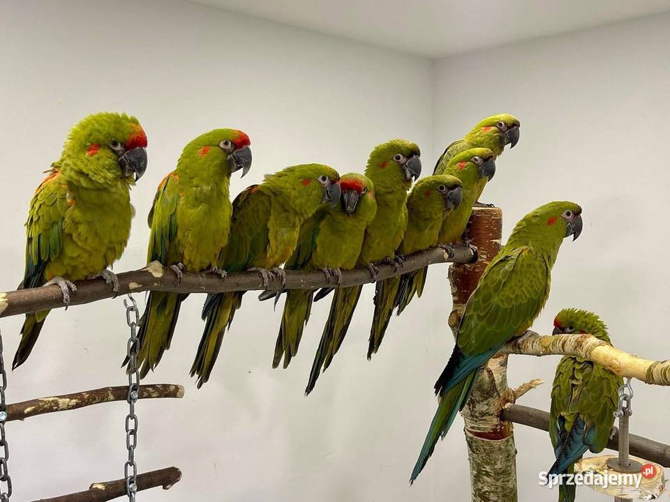 Ara różowooka rubrogenys Kraków