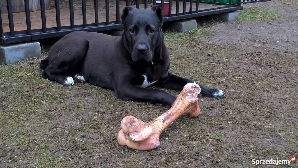 Suka owczarek środkowoazjatycki CAO Psy Siedlce sprzedam