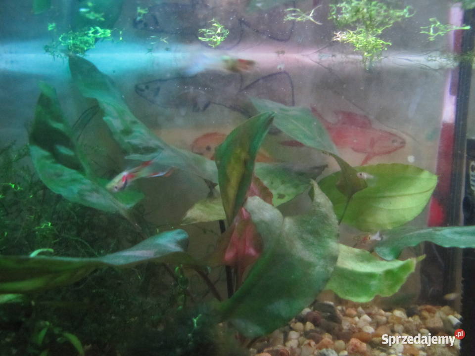 Małe akwarium z obsadą Toruń