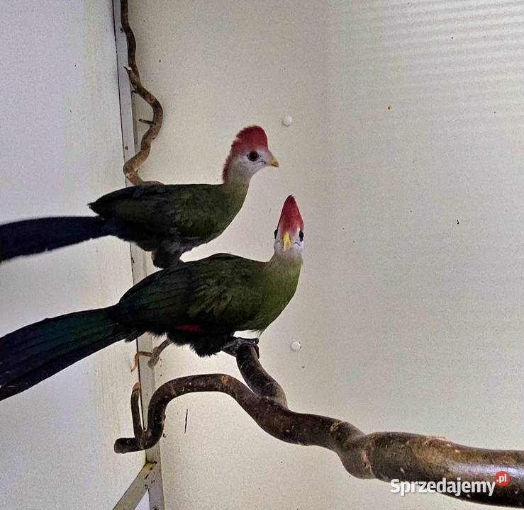 Turaco Angolskie para Tauraco erythrolophus Ptaki wielkopolskie Oborniki