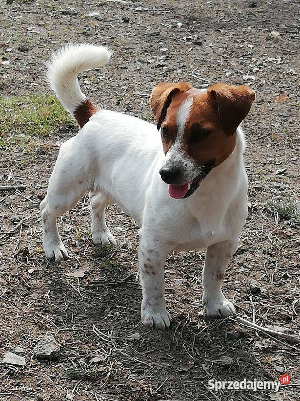 JACK RUSSELL TERRIER szczenięta wkrótce odbiór Bełchatów