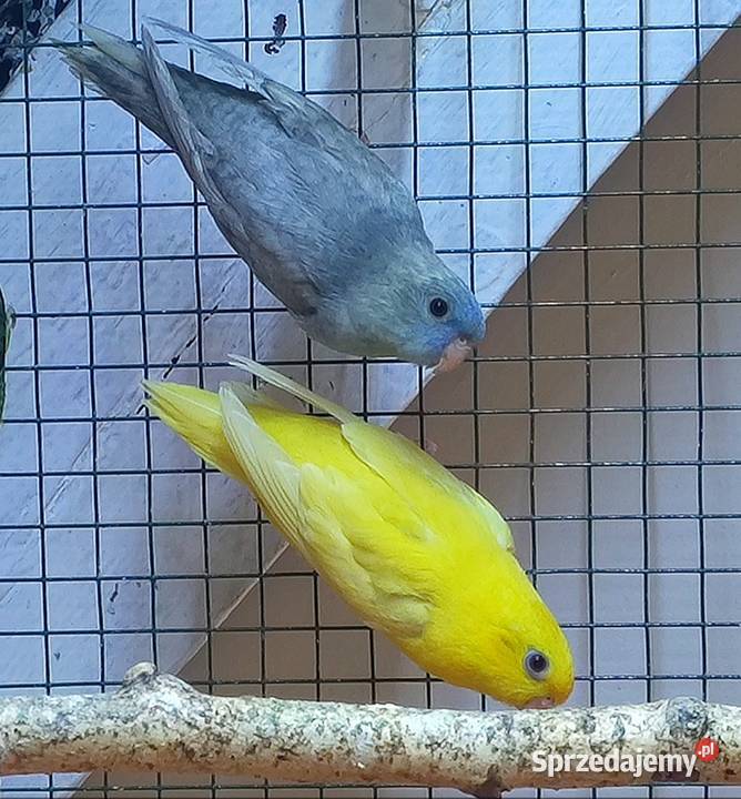 Papużki stokówki katarzynki ajmarki Gniewkowo