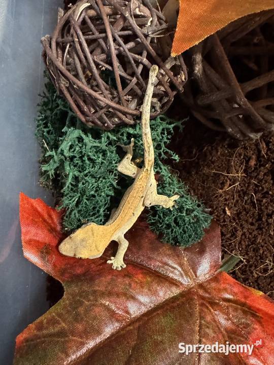 Młodziutki gekon orzęsiony Jastrzębie-Zdrój