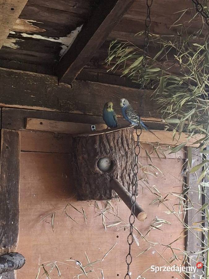 Likwidacja papug Rudna