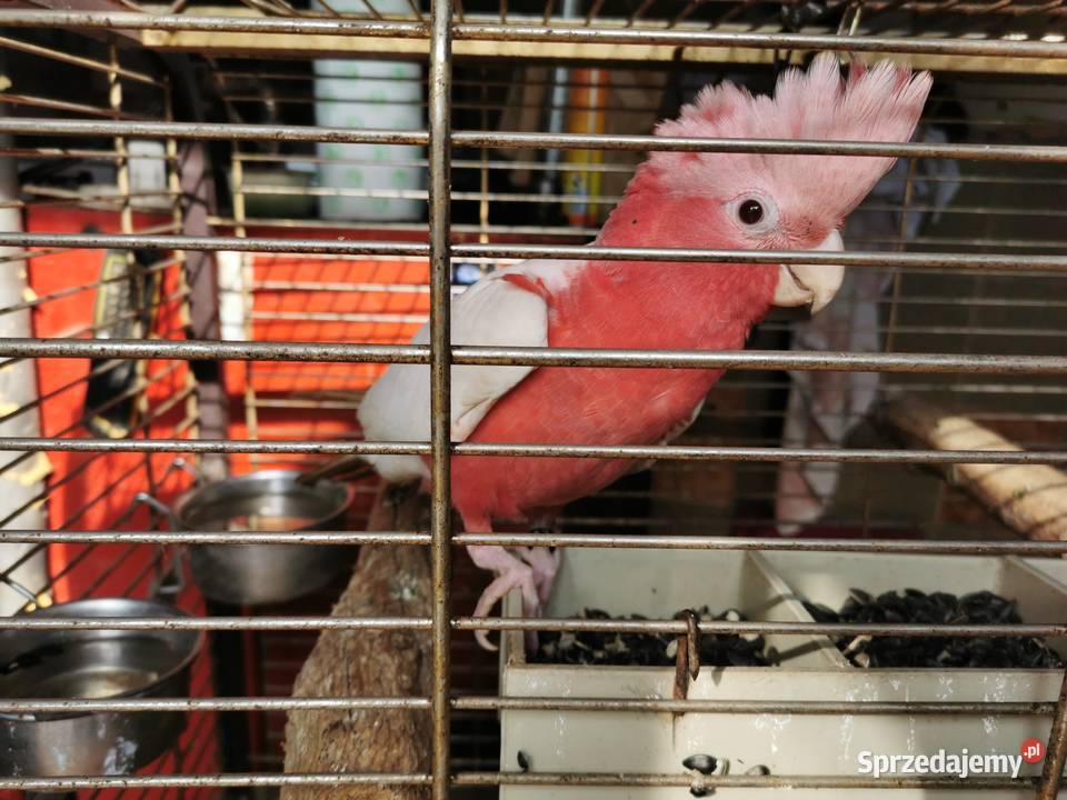Kakadu Różowe Goffini Lutino Ara Marakana Ara Poznań