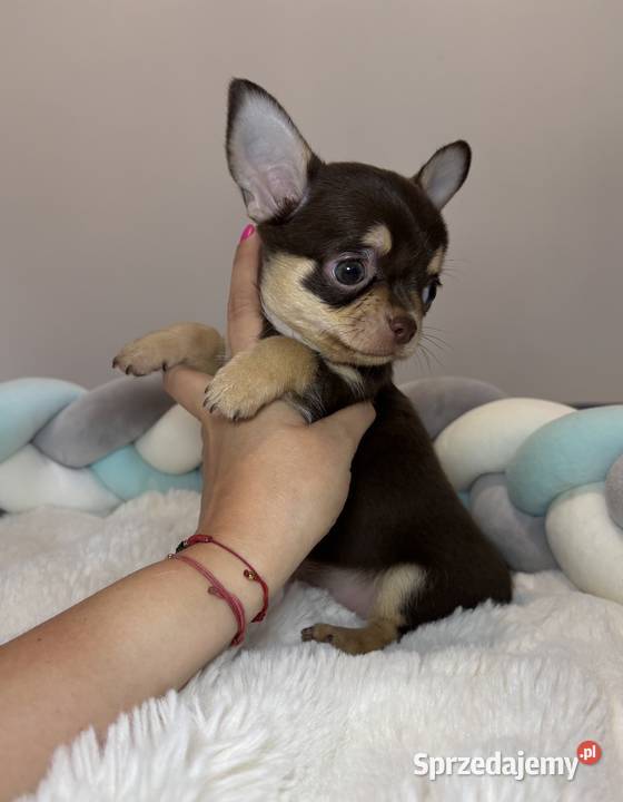 Chihuahua piesek krótkowłosy Choco Tan badania Bełchatów