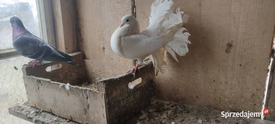 Sprzedam gołębie ozdobne Zwierzęta Tokarówka