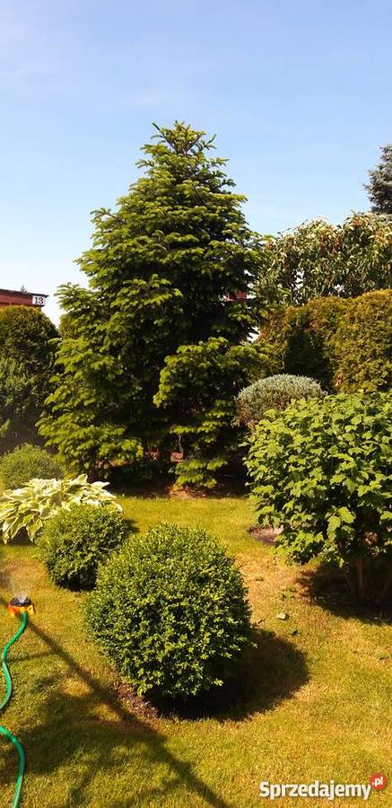 Ładna działka rekreacyjna prąd Grunty i działki Włocławek sprzedam