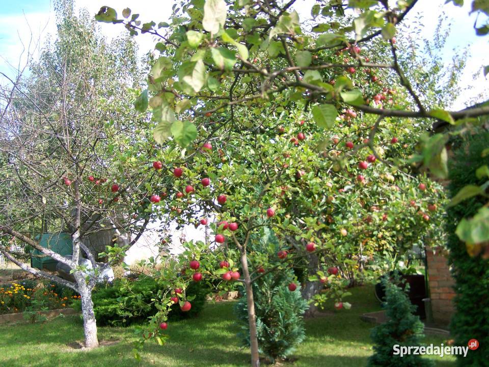 Ogródek działkowy działka rekreacyjna ROD Wiarus Wilkanowo