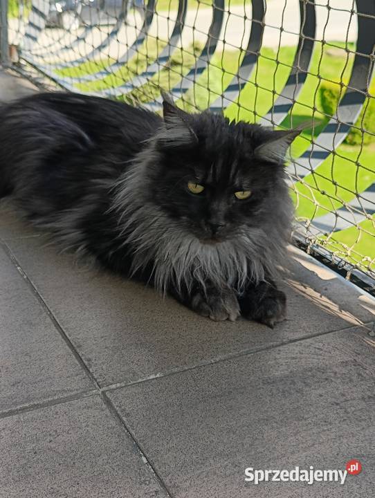 Kotka Maine coon szuka nowego domu sprzedam