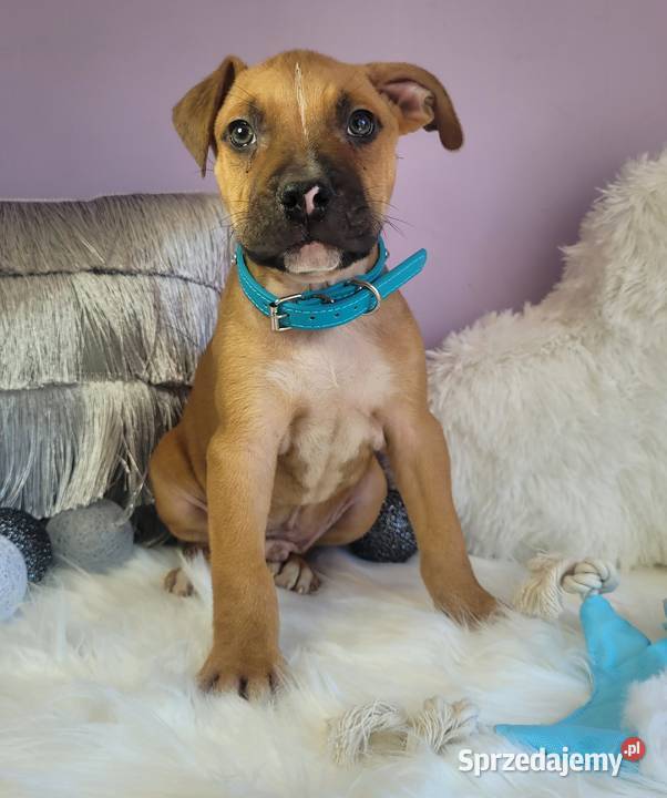 Cudowne i rodzinne szczeniaki Amstaff blue