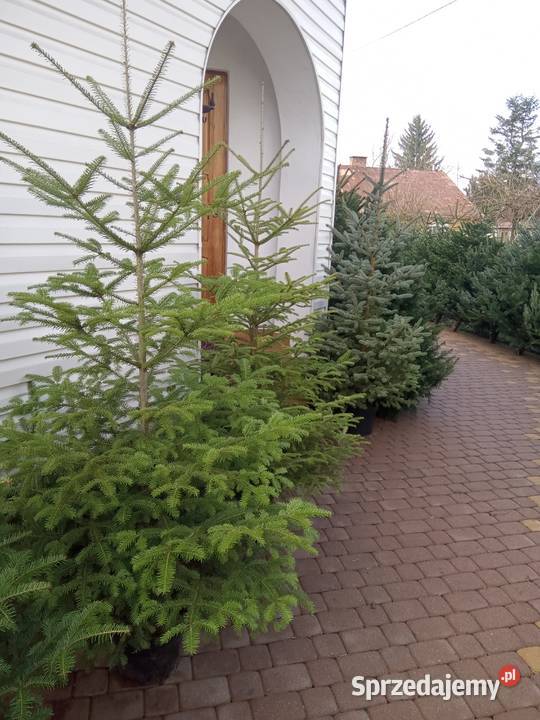 Choinki Świąteczne z własnej plantacji lubelskie Bełżyce