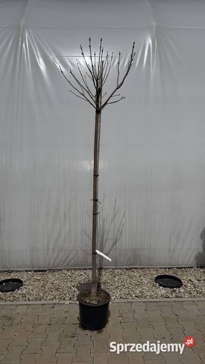 Catalpa Nana Pa 180 sprzedam