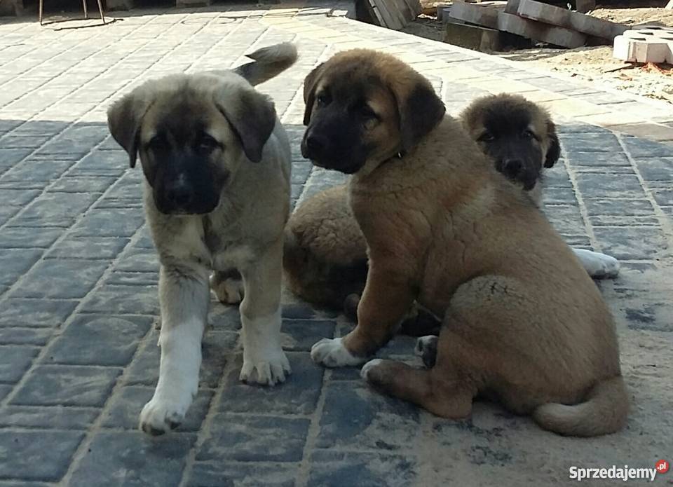 AnatolianKangal Karabasz Psy Warszawa