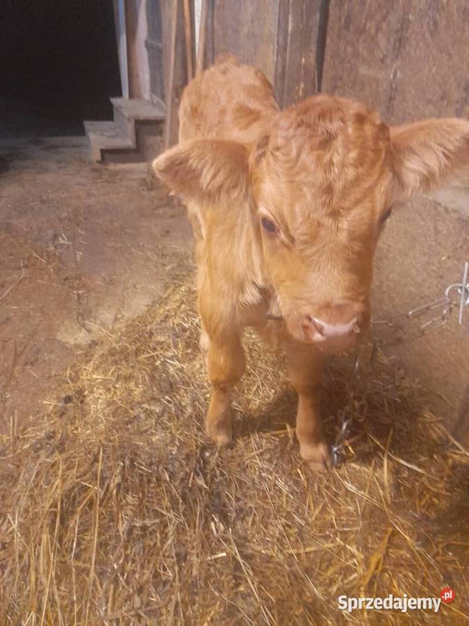 Byczek LM sprzedam