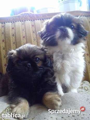 pekinczyki Stradunia