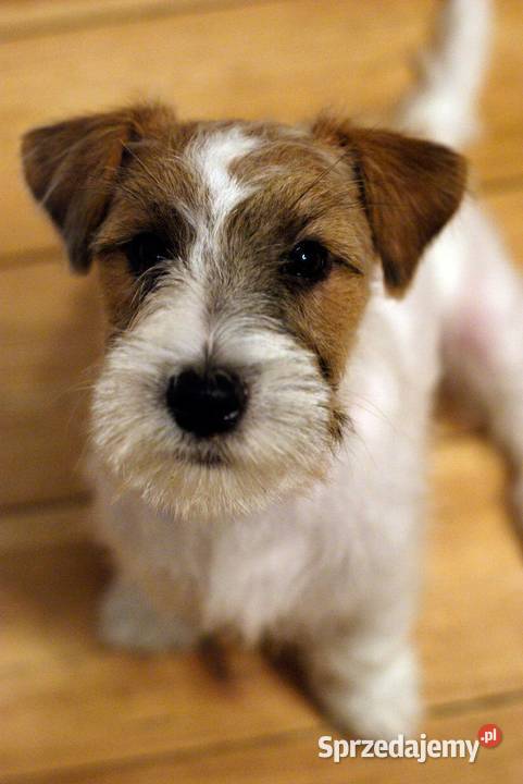 Jack Russell Terrier piesek szorstki Toruń