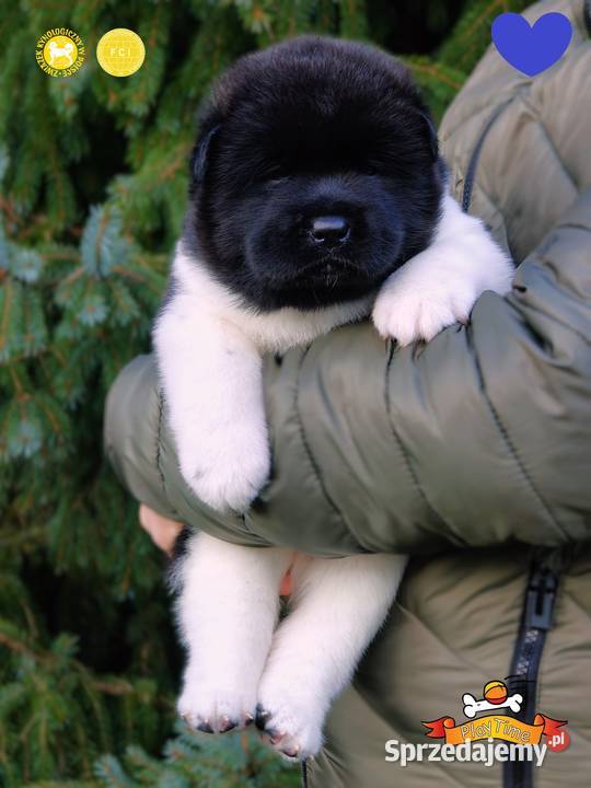 Szczenięta AKITA AMERYKAŃSKA odbiór marzec Poddębice