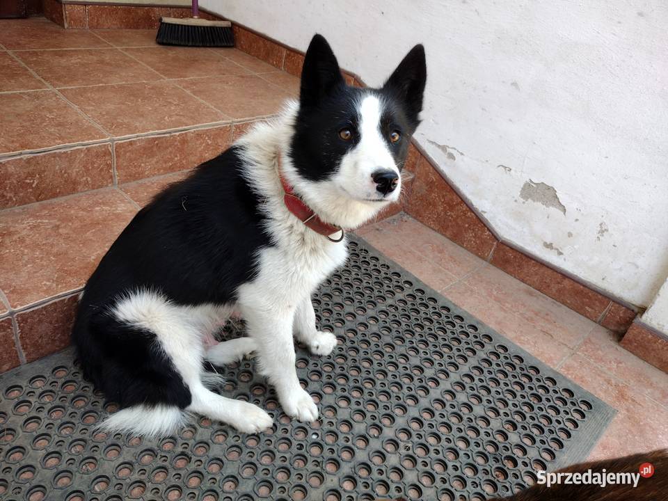 Pieski Szczeniaki Rasowe Boćki