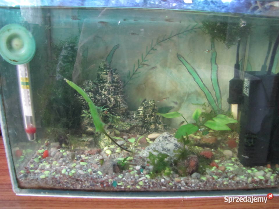 Akwarium z obsadą małe Toruń
