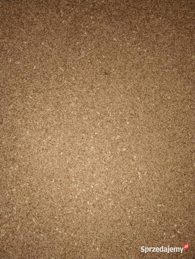 Pszenica ozima łódzkie Szynkielów