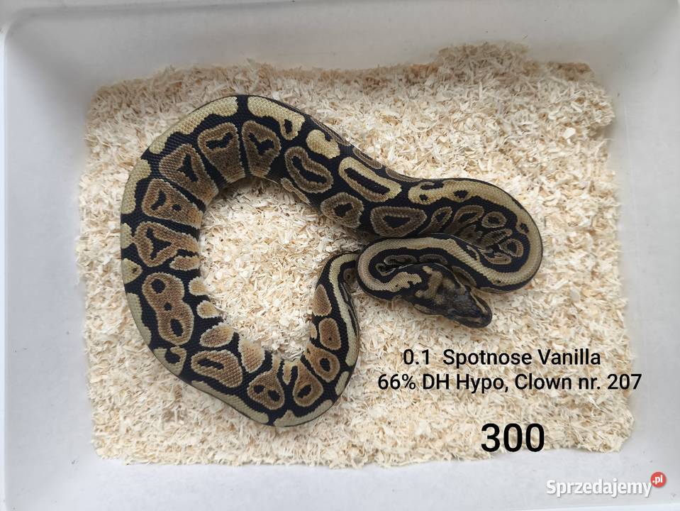 Pyton królewski samica 207 Boruja Kościelna