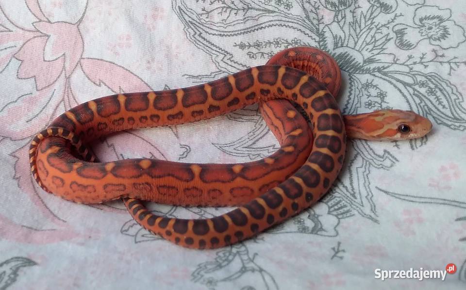 Wąż zbożowy SCALELESS węże zbożowe Red Factor Warszawa
