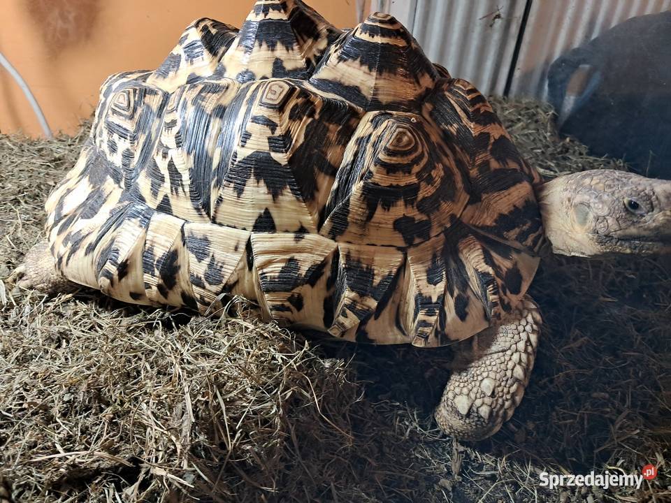 Żółwie lamparciepara Niepołomice
