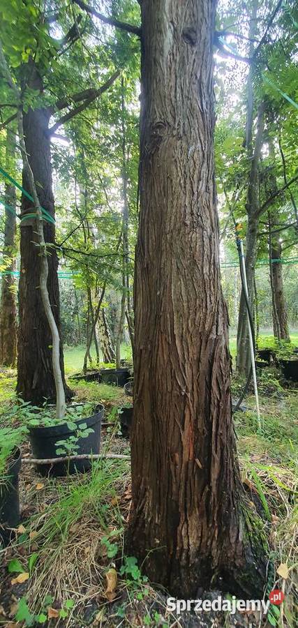 Metasekwoja chińska Duże drzewa drzewo obwód