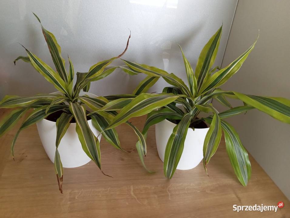 Kwiaty doniczkowe 10 sztuka lubelskie Lublin