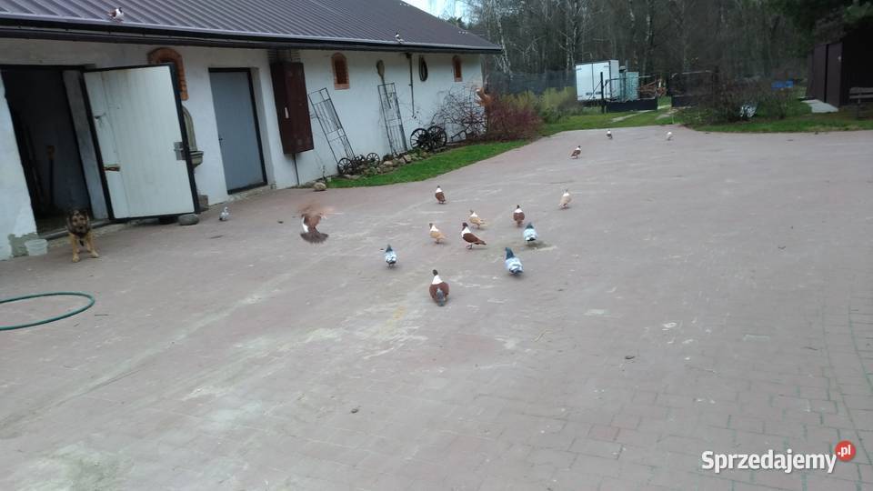 Gołębie Strassery Wierzbno