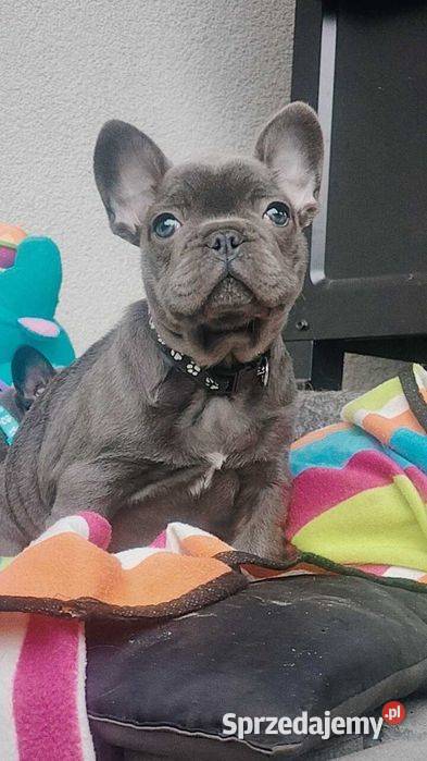 Piesek Buldog francuski niebieski BLUE Padew Narodowa sprzedam