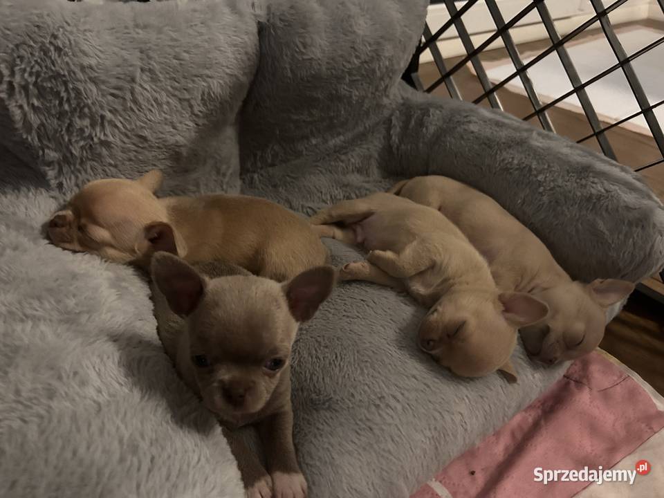 Chihuahua chłopcy Chihuahua Warszawa