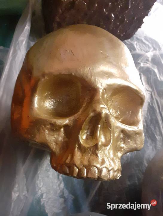 Wąż czaszka do terrarium sprzedam